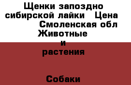 Щенки запоздно-сибирской лайки › Цена ­ 15 000 - Смоленская обл. Животные и растения » Собаки   . Смоленская обл.